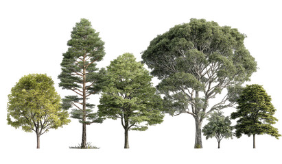 A row of diverse trees against a black background.  Different shapes and shades of green foliage.  Tall and varied