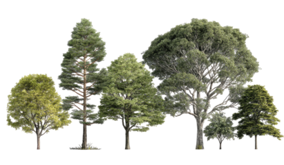 A row of diverse trees against a black background.  Different shapes and shades of green foliage.  Tall and varied