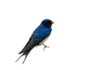 Barn Swallow Bird: Detailed Close-Up Photography Isolated on Transparent Background