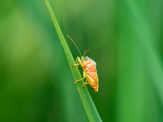カメムシ