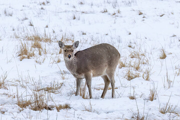 Sika Deer, Japan