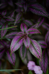 purple clematis flower