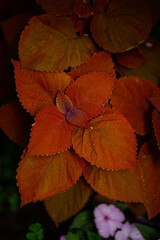 autumn leaves on the water
