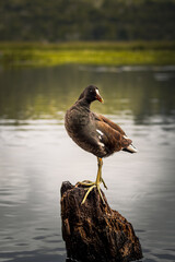 Ave acuática posada en tronco, Laguna El Oconal (Villa Rica, Oxapampa, Perú)