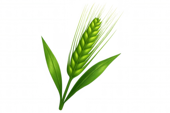 Green wheat stalk growing, leaves extending, symbolizing agricultural development against transparent backdrop