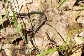 A small snake slithers across a layer of dry leaves on the forest floor, creating an atmosphere of wild and unexplored nature. This photograph is an excellent choice for illustrating themes related to