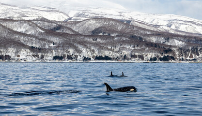 Fototapeta premium Orcha whales come in close to the shore in Rausu fishing port, Japan