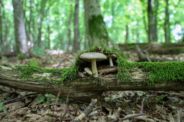 A pair of mushrooms growing in a mossy log against the backdrop of a blurry forest landscape.