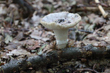 ​A wild mushroom with a textured cap and stalk emerges from a forest floor covered in dry leaves and twigs. This detailed close-up shot captures the natural beauty and intricate structure of the fungi