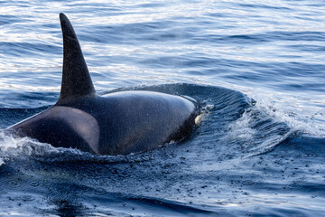 Fototapeta premium Orcha whales come in close to the shore in Rausu fishing port, Japan