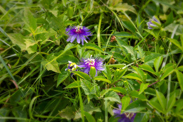 Passionflower blossom (Passiflora edulis) with green leaves. Close-up of blooming passionflower among green leaves.