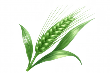 Green wheat stalk standing alone, illustrating natural agricultural growth with minimalist design and clear visual simplicity