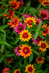 red and yellow flowers