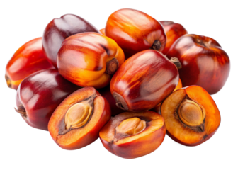 Peach palm seeds isolated on white background