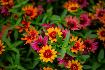 red and yellow flowers