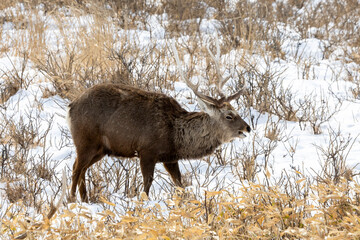 Sika Deer, Japan