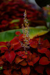 autumn leaves on the water