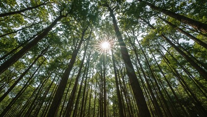 Obraz premium View looking up through a dense forest canopy with the sun shining brightly through the treetops.