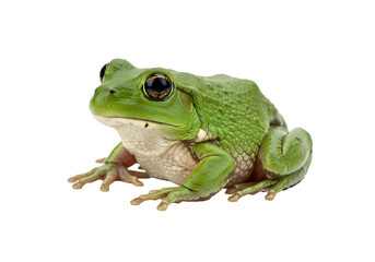 Obraz premium Green Tree Frog: Vibrant Amphibian Photography Isolated on Transparent Background