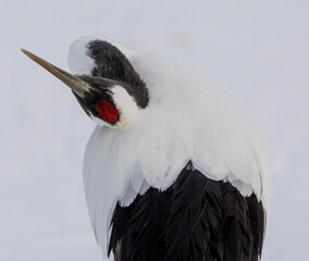 Red-crowned Cranes, Japan