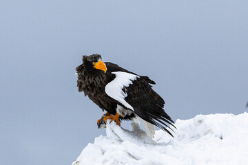White-tailed Eagle, Japan