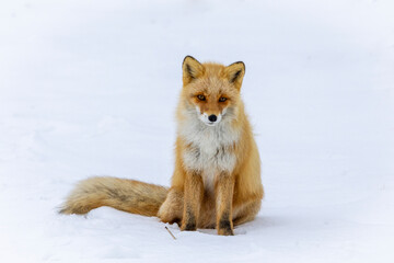 Red Fox in the cold snow in Japan
