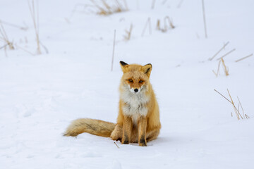 Red Fox in the cold snow in Japan