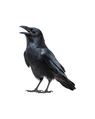 A black crow making unusual vocalizations