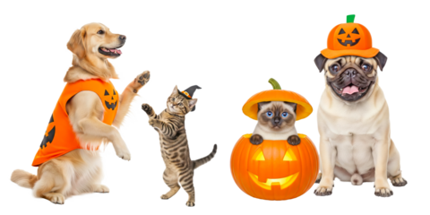 Halloween dogs and cats with pumpkins, retriever lifting paw, tabby kitten reaching in witch hat, Siamese kitten in jack o lantern, pug in pumpkin cap, front view studio light, transparent background