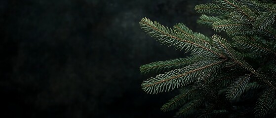 Dark moody background with pine tree branch-Close-up of pine tree branches on a dark moody background, ideal for winter, Christmas themes, nature design, and seasonal decoration.