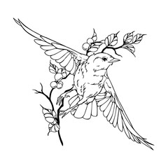 hand-drawn vector art of a bird in flight with branch