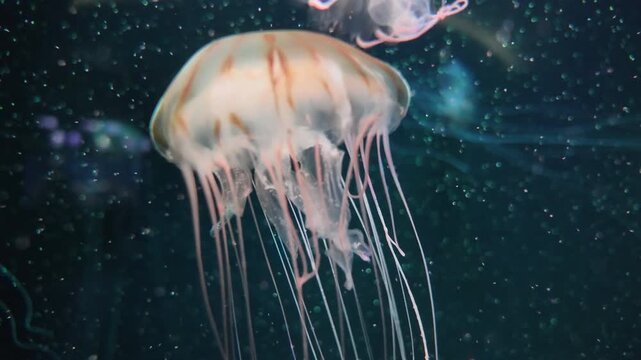 Close-up of jellyfish moving beautifully in a display case. Abstract copy space background