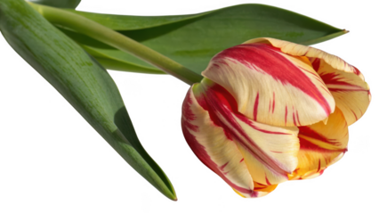 A single variegated red and yellow tulip with green leaves isolated on transparent background