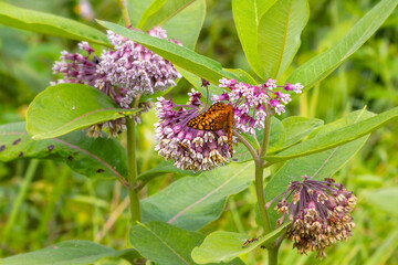 Great Spangled Fritillary (Speyeria cybele) on milkweed
 Great Spangled Fritillary butterfly feeding on common milkweed (Asclepias syriaca) flowers in summer meadow
