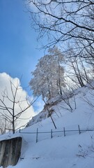 snow covered trees