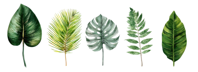 Colorful tropical leaves in various shapes and shades of green