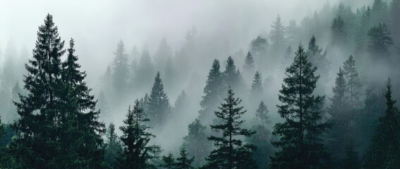 Misty forest canopy