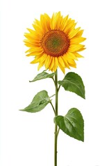 Obraz premium Single sunflower against white background (1)