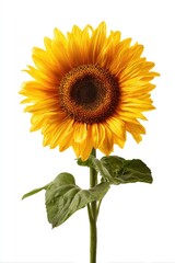 Obraz premium Single sunflower against white background (4)