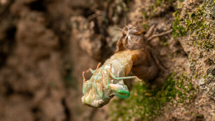 molting cicada
