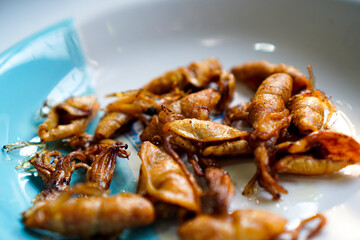 Crispy Fried Squid on Plate – Homemade Cooking