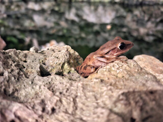 Java Whipping Frog, Polypedates leucomystax. Sitting on Limestone In the Night