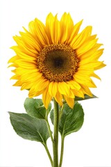 Bright yellow sunflower against white (1)