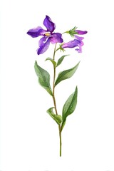 Detailed illustration of a single, vibrant purple flower with leaves on a tall stem, rendered in a watercolor style against a white background