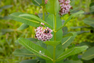 Serial. One of the photos on carpenter bee (Xylocopa) and blooming milkweed flowers (Asclepias syriaca) on blooming a meadow.
