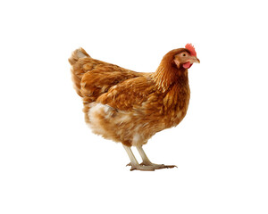 Fototapeta premium Brown domestic hen with feathers and beak in profile view