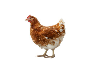 Brown domestic hen with feathers and beak in profile view