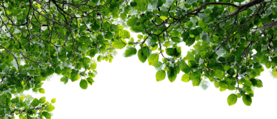 Lush green foliage fills the image, with branches and leaves