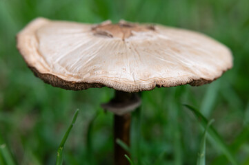 mushroom in the grass