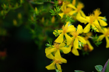 yellow flowers on a branch